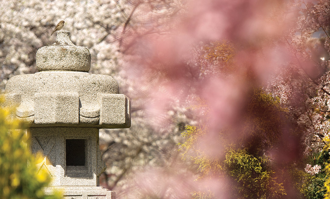 UPMC Shadyside’s Japanese gardens are designed with rocks and stone lanterns sent from the hospital’s friends in Japan